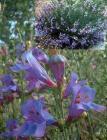 drought tolerant plants for California