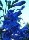 drought tolerant plants for California