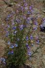 drought tolerant plants for California