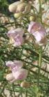drought tolerant plants for California