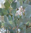 drought tolerant plants for California