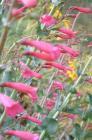 drought tolerant plants for California