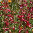 drought tolerant plants for California