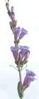 drought tolerant plants for California
