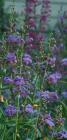 drought tolerant plants for California