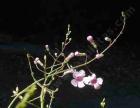 drought tolerant plants for California