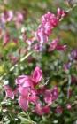 drought tolerant plants for California