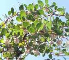 drought tolerant plants for California