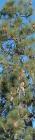 drought tolerant plants for California