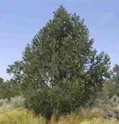 drought tolerant plants for California