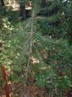 drought tolerant plants for California