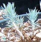 drought tolerant plants for California