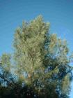 drought tolerant plants for California