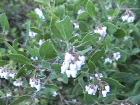 drought tolerant plants for California
