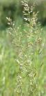 drought tolerant plants for California