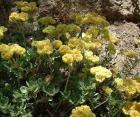 drought tolerant plants for California
