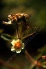 drought tolerant plants for California