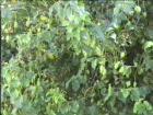 drought tolerant plants for California