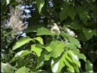 drought tolerant plants for California