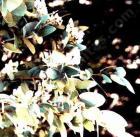 drought tolerant plants for California