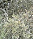 drought tolerant plants for California