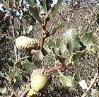 drought tolerant plants for California