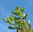 drought tolerant plants for California