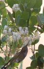 drought tolerant plants for California