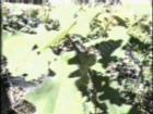 drought tolerant plants for California