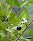 drought tolerant plants for California