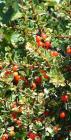 drought tolerant plants for California