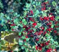 drought tolerant plants for California