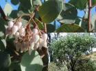 drought tolerant plants for California