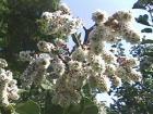 drought tolerant plants for California