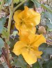 drought tolerant plants for California