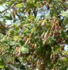 drought tolerant plants for California