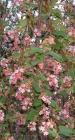 drought tolerant plants for California