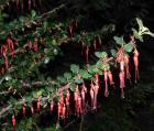 drought tolerant plants for California