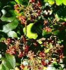 Ribes smells nice and works as a great groundcover in the shade.