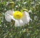 drought tolerant plants for California