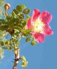 drought tolerant plants for California