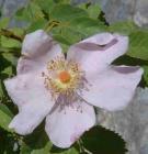 drought tolerant plants for California