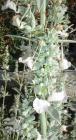 drought tolerant plants for California