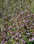 drought tolerant plants for California