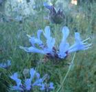 drought tolerant plants for California