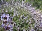 When all else fails, try a sage.
