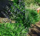 drought tolerant plants for California