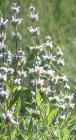 drought tolerant plants for California
