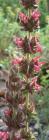 drought tolerant plants for California