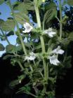 drought tolerant plants for California